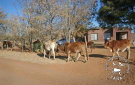 This digital colour image of cattle roaming in a garden in Braklaagte was taken by Gille de Vlieg for the SAHA Land Act 1913 Legacy Project in June 2013. Included in SAHA Land Act Project report, 2016.